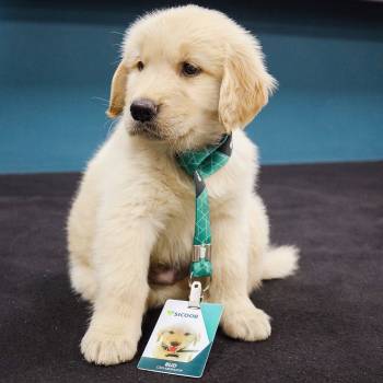 Bud cãolaborador