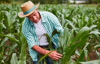 Em 8 meses, Sicoob liberou mais de R$ 14 bilhões em crédito rural