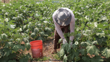 ICV e Sicredi firmam parceria para apoiar agricultura familiar
