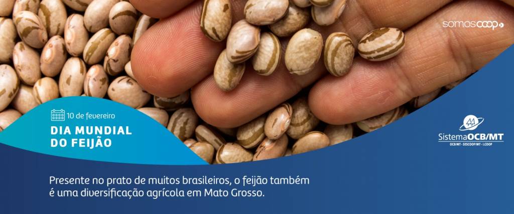 Safra de feijão e o papel da diversificação das culturas agrícolas em MT