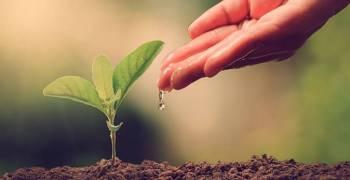 Incentivo à conservação florestal