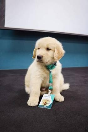Sicoob Primavera lança o projeto inédito Cãolaborador